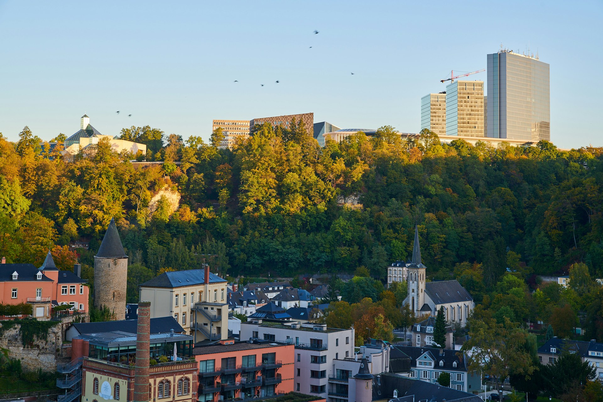 green trees near city buildings during daytime